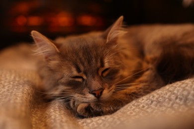 Cute fluffy cat on blanket at home, closeup