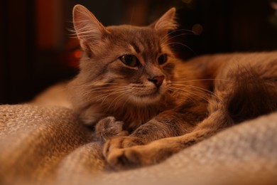 Photo of Cute fluffy cat on blanket at home, closeup