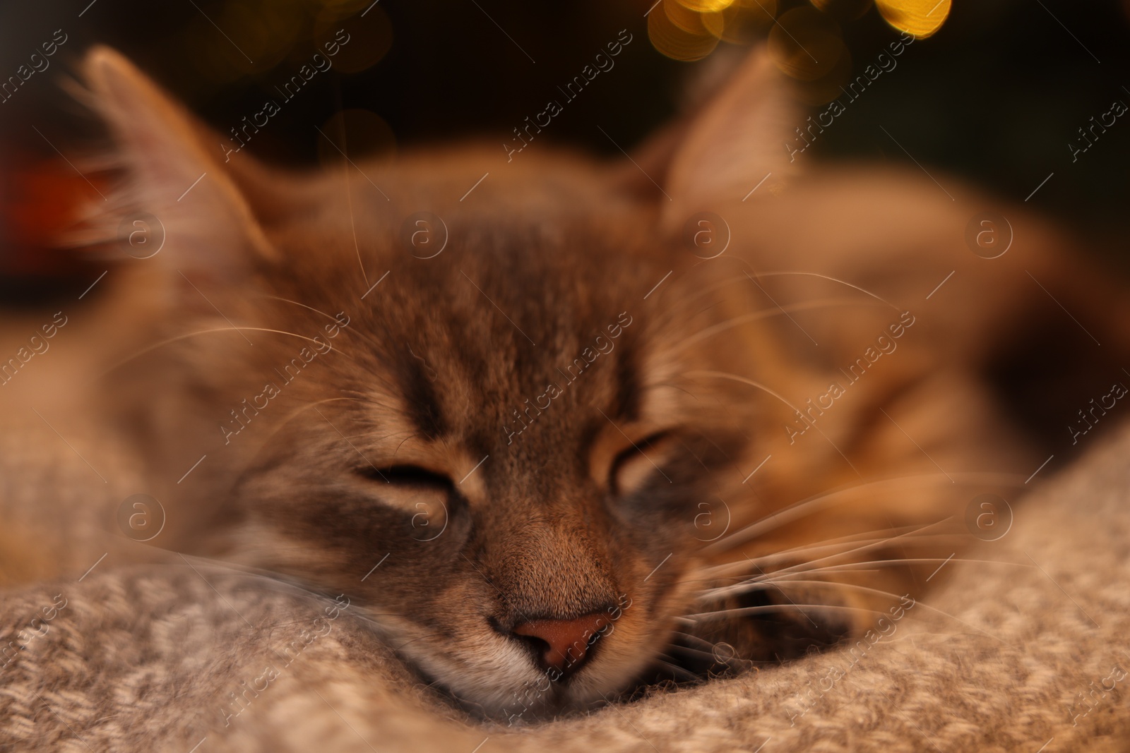 Photo of Cute fluffy cat on blanket at home, closeup