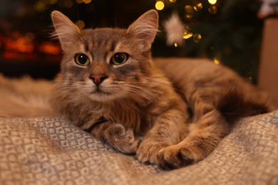 Cute fluffy cat on blanket at home, closeup