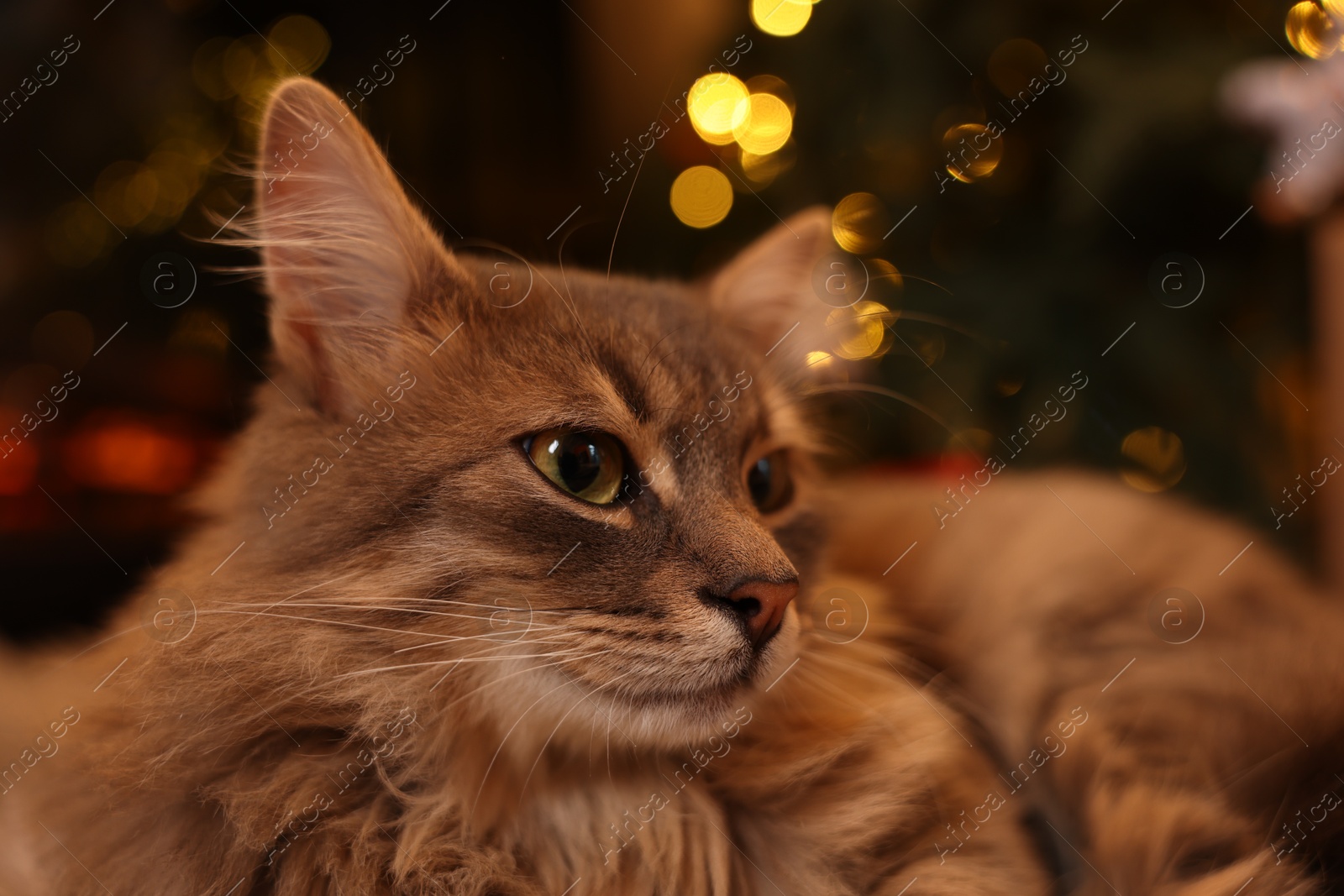 Photo of Cute fluffy cat against blurred Christmas lights, closeup