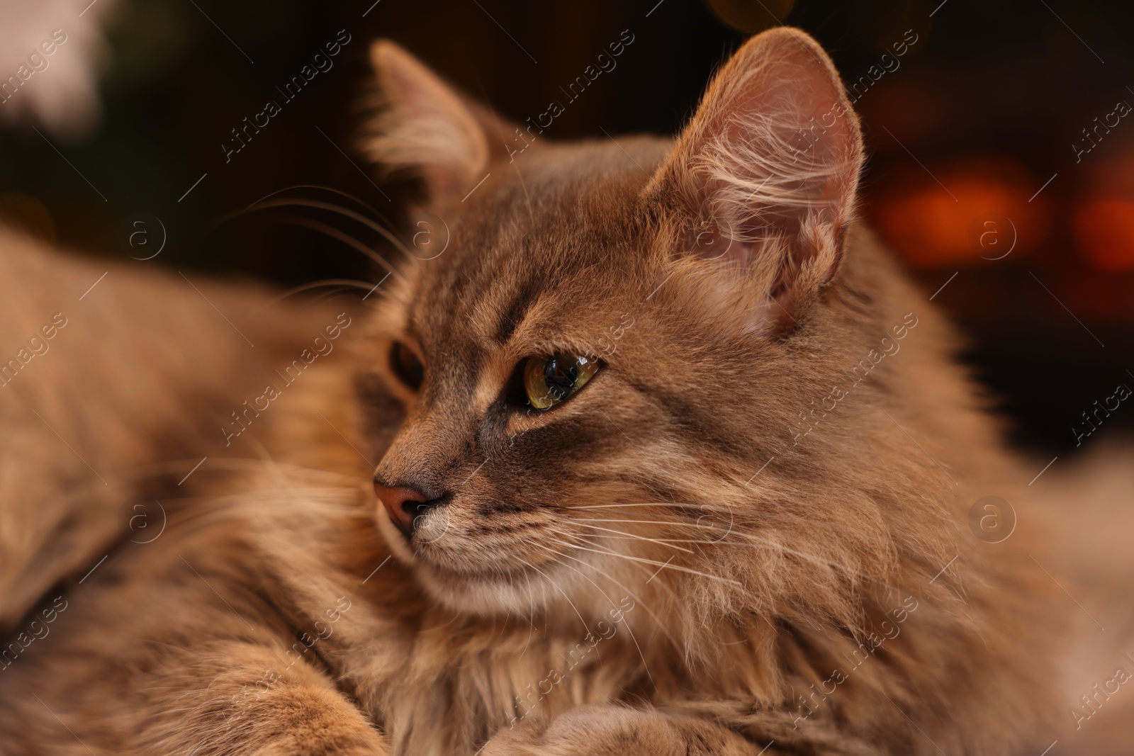 Photo of Cute fluffy cat on blurred background, closeup