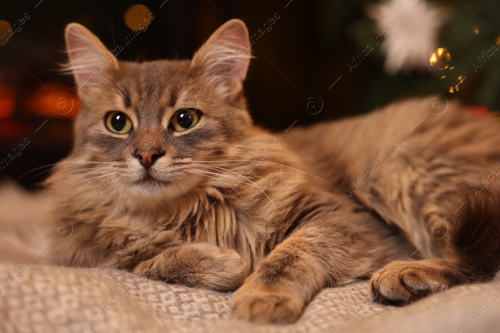 Photo of Cute fluffy cat on blanket at home, closeup