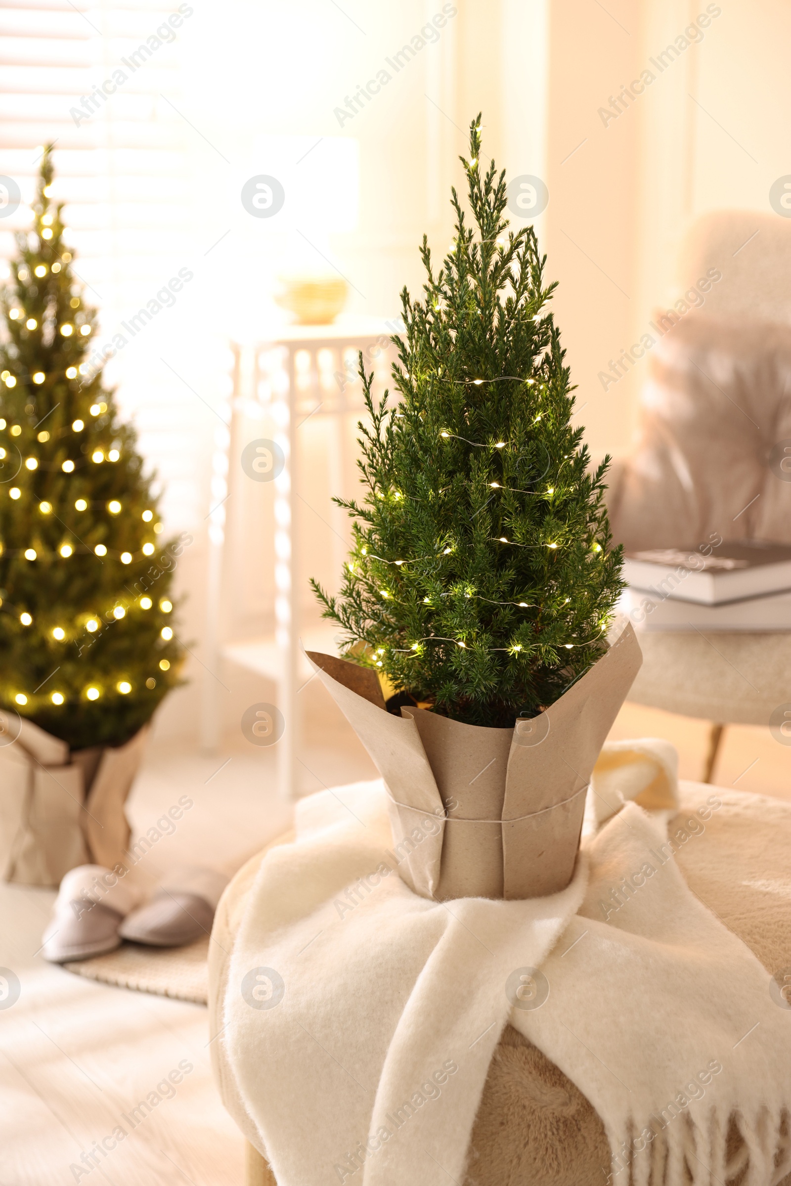 Photo of Small spruce trees decorated with Christmas lights indoors