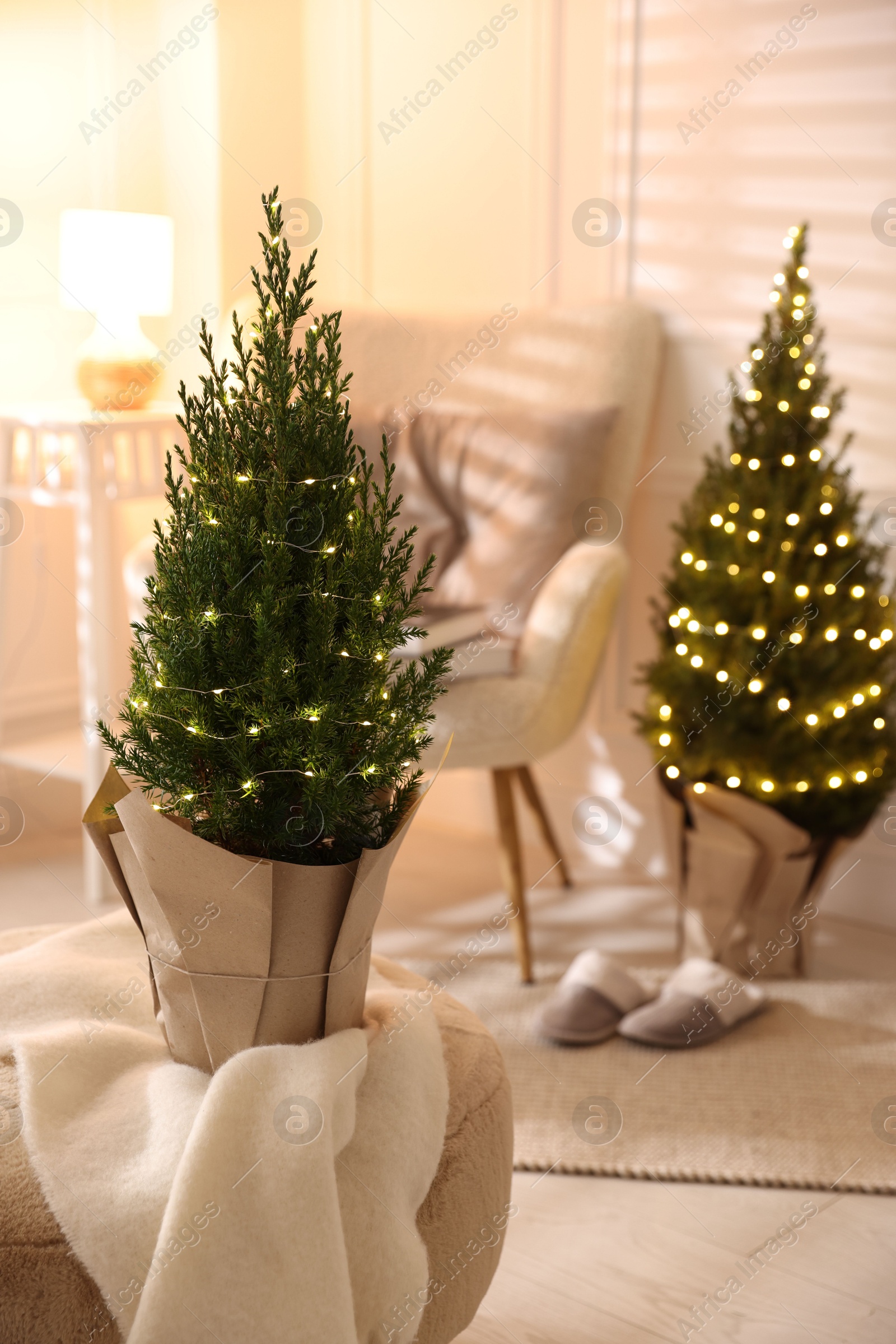 Photo of Small spruce trees decorated with Christmas lights indoors