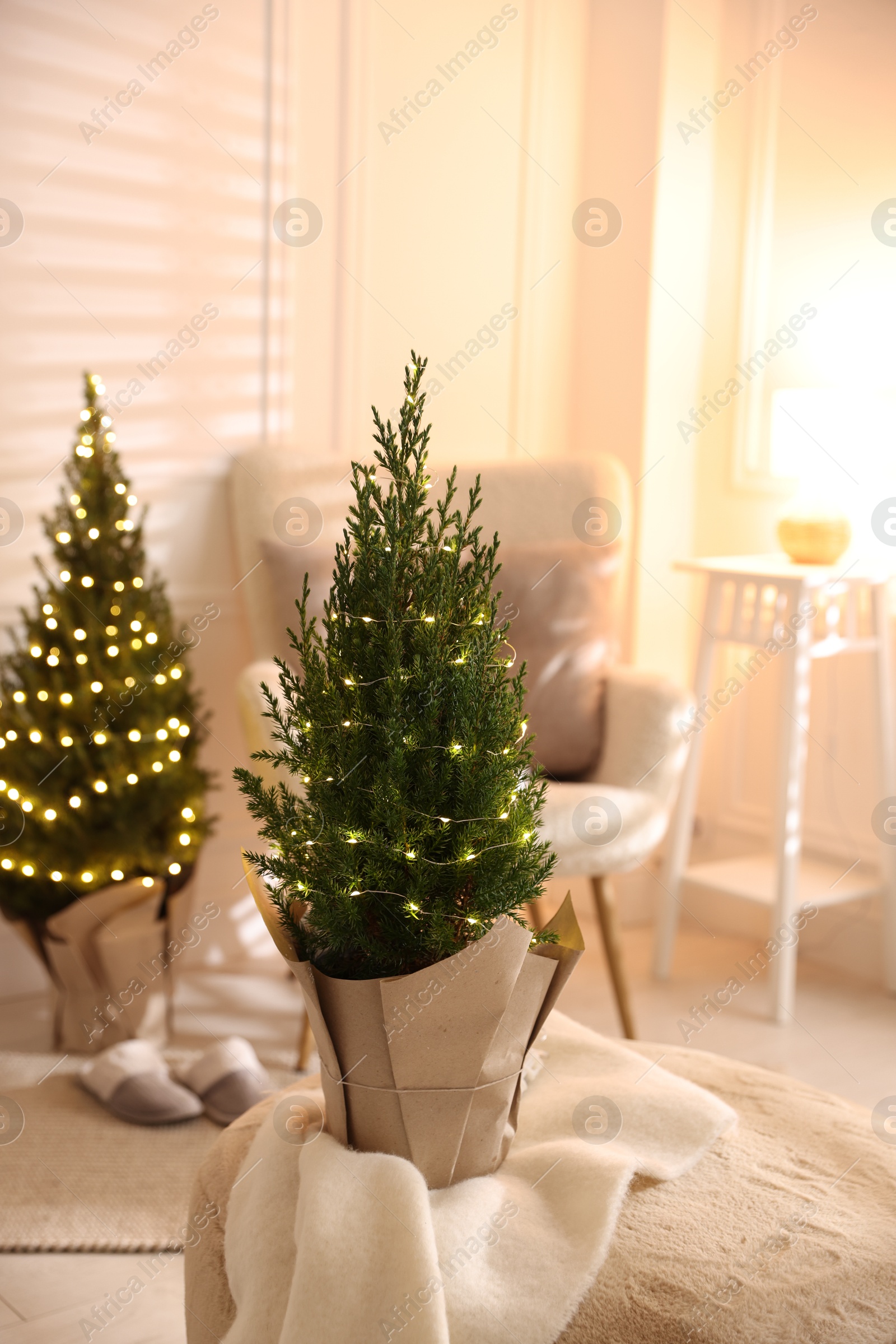 Photo of Small spruce trees decorated with Christmas lights indoors