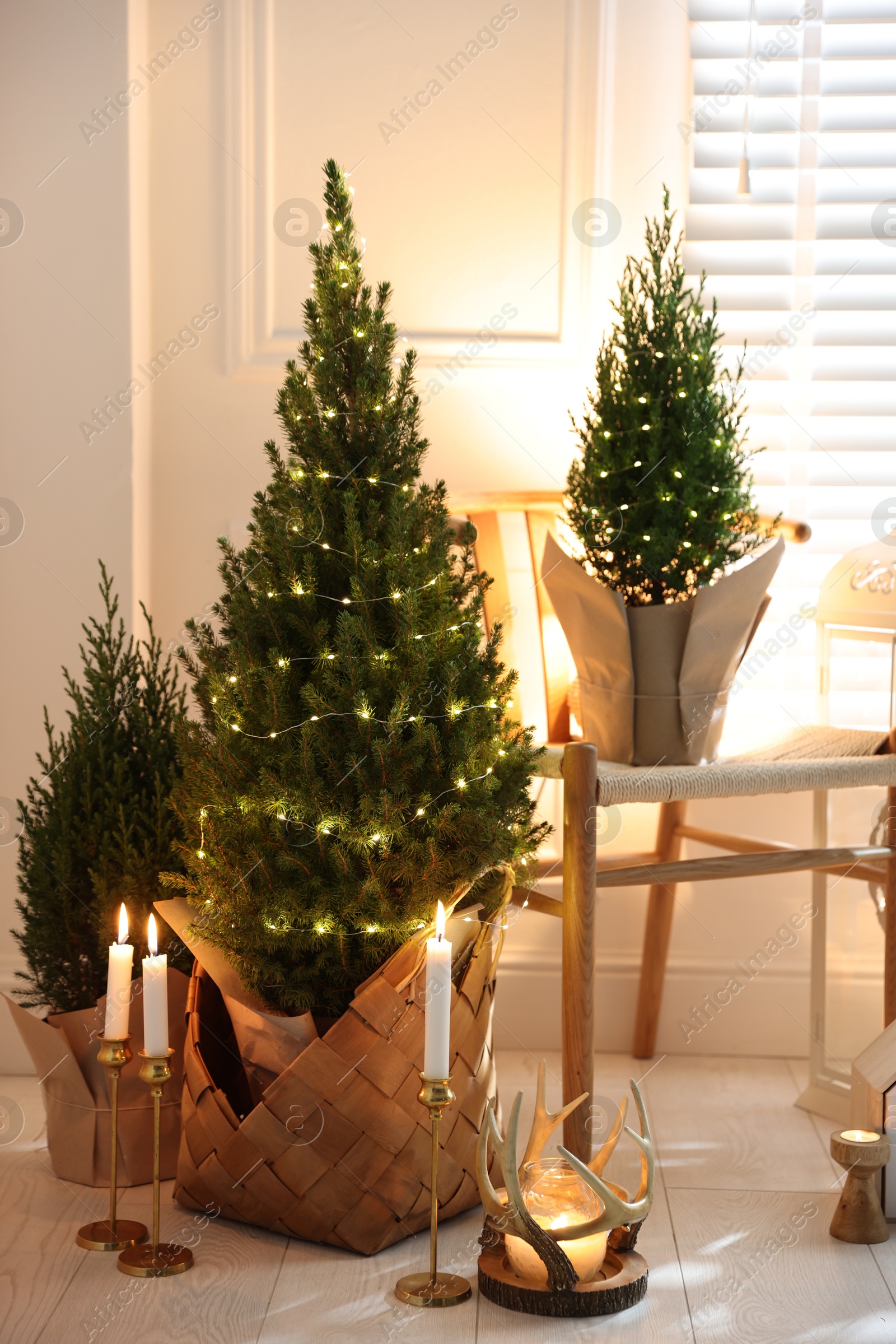 Photo of Small spruce trees with Christmas lights and other decor indoors