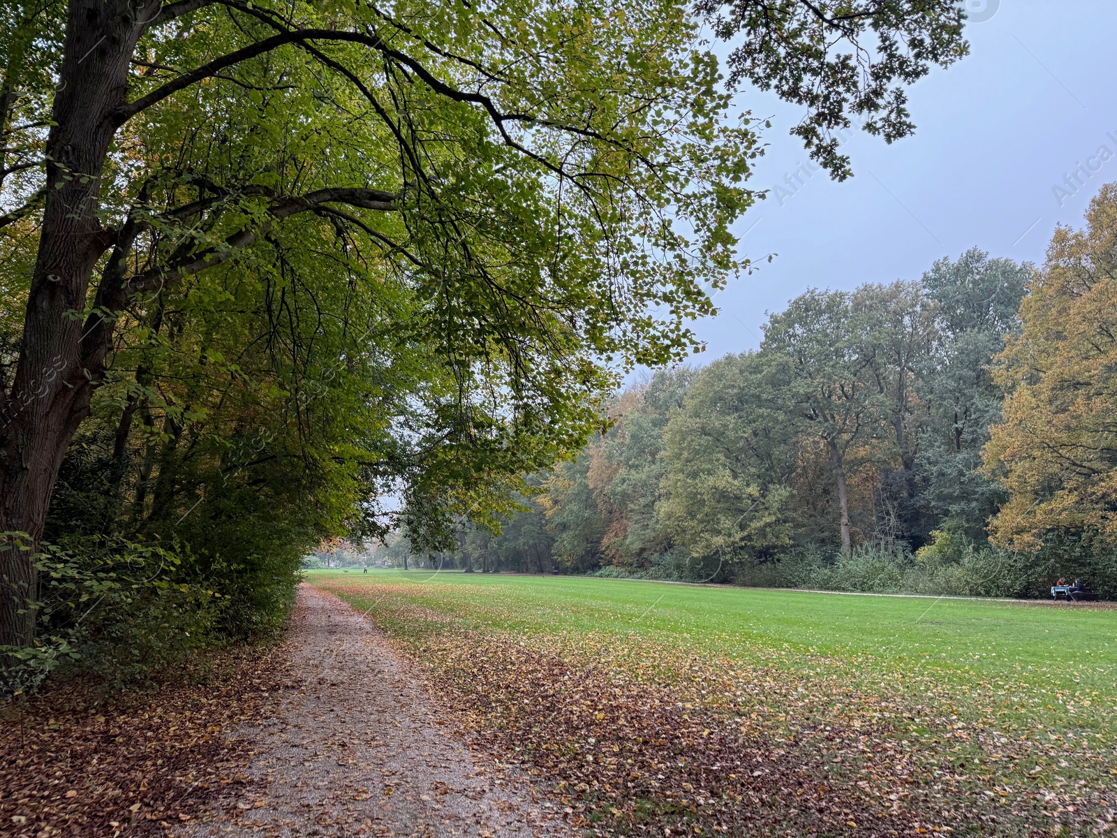 Photo of Beautiful view of pathway with fallen leaves in autumn park