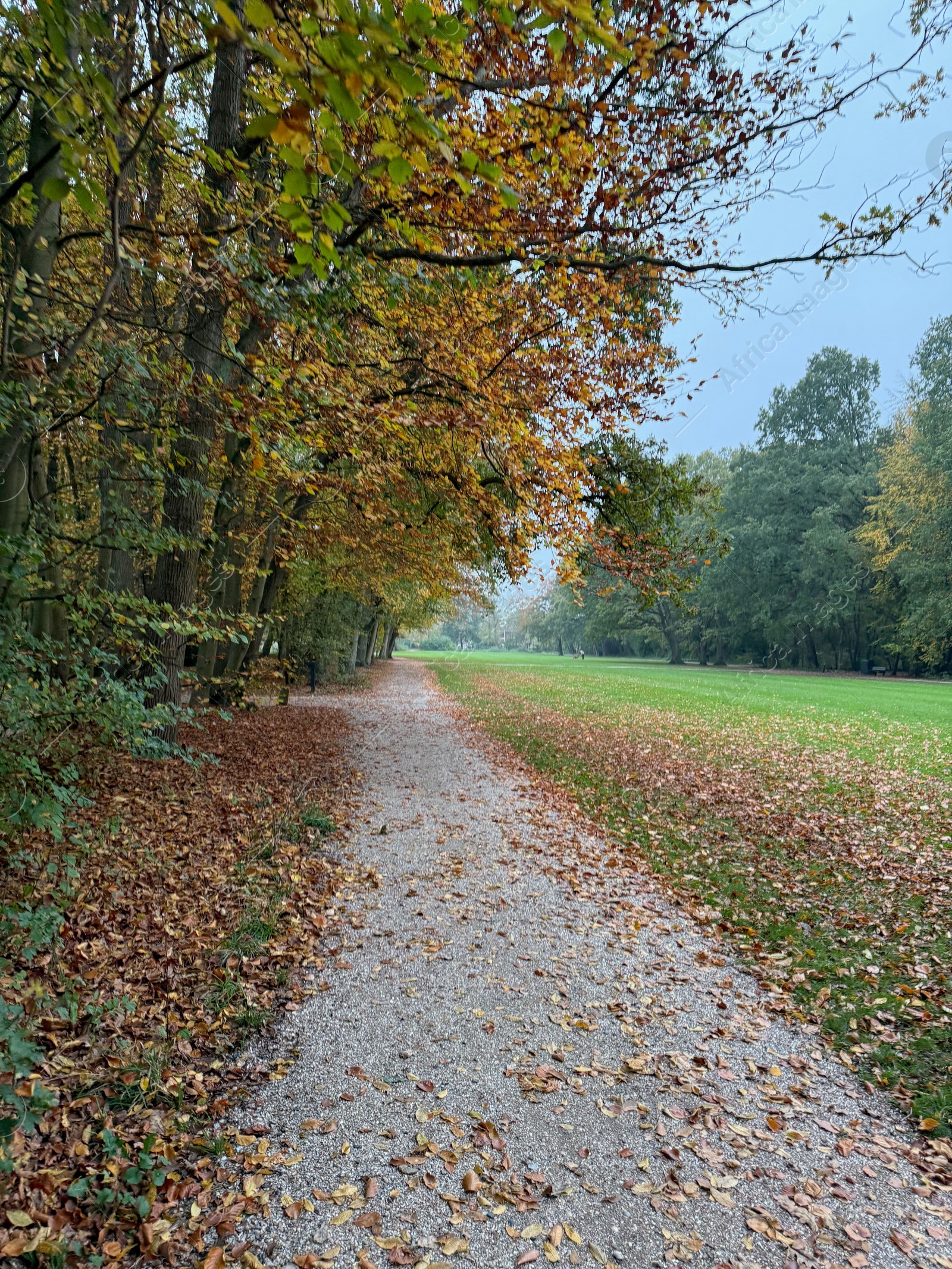 Photo of Beautiful view of pathway with fallen leaves in autumn park