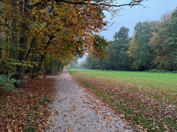 Photo of Beautiful view of pathway with fallen leaves in autumn park