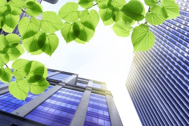 Image of Modern buildings on sunny day, view through green leaves. Low angle