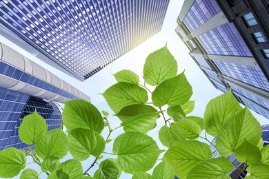 Image of Modern buildings on sunny day, view through green leaves. Low angle