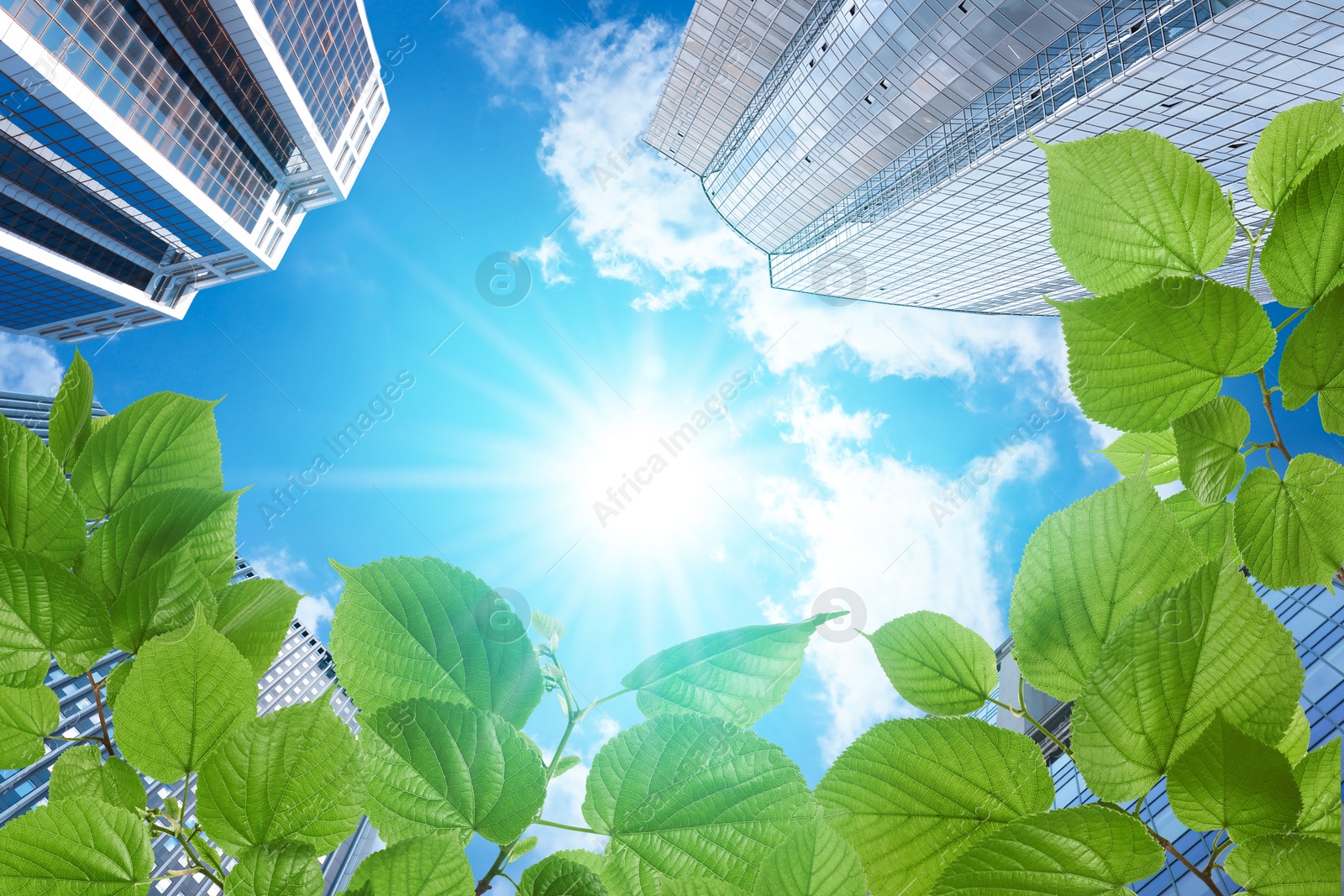 Image of Modern buildings on sunny day, view through green leaves. Low angle