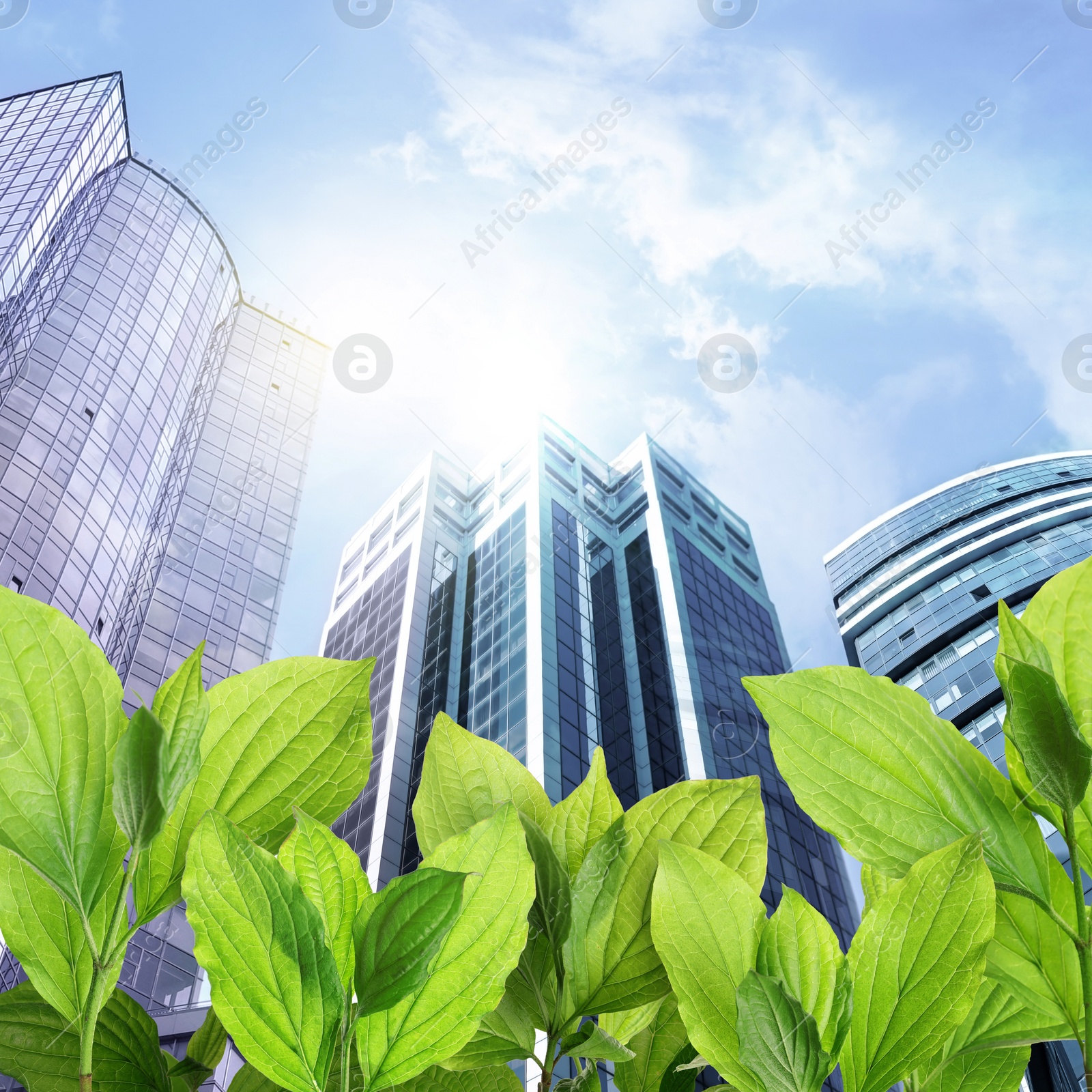 Image of Modern buildings on sunny day, view through green leaves. Low angle