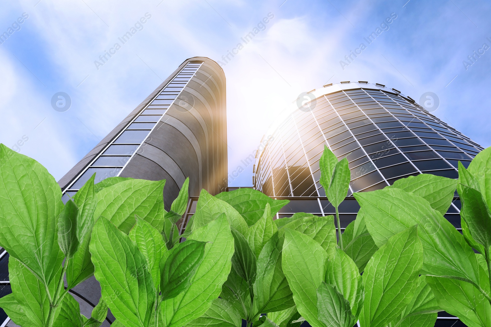 Image of Modern buildings on sunny day, view through green leaves. Low angle