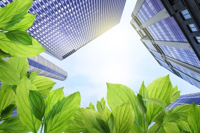 Image of Modern buildings on sunny day, view through green leaves. Low angle