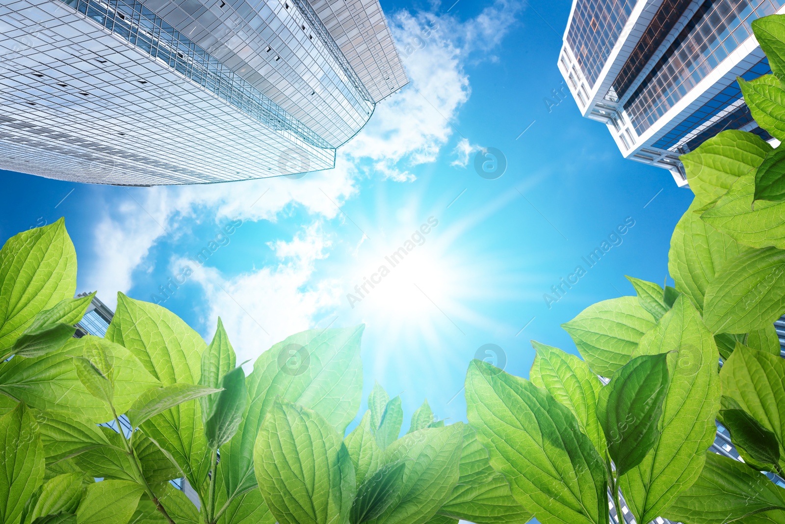 Image of Modern buildings on sunny day, view through green leaves. Low angle