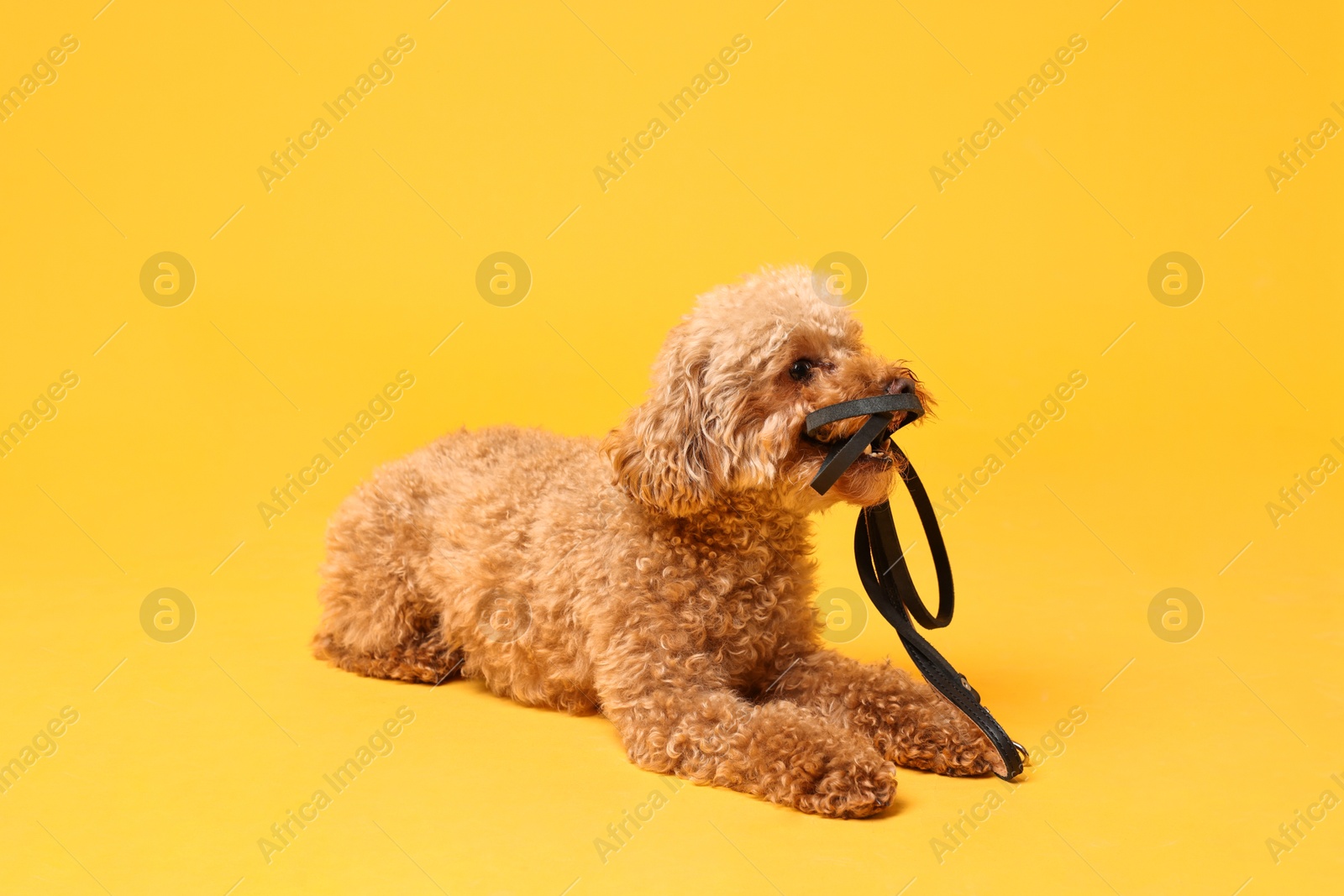 Photo of Walking with dog. Cute Maltipoo with leash on orange background