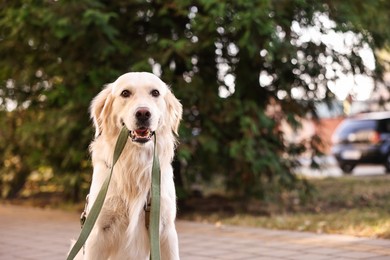 Photo of Walking with dog. Cute Golden Retriever with leash outdoors, space for text