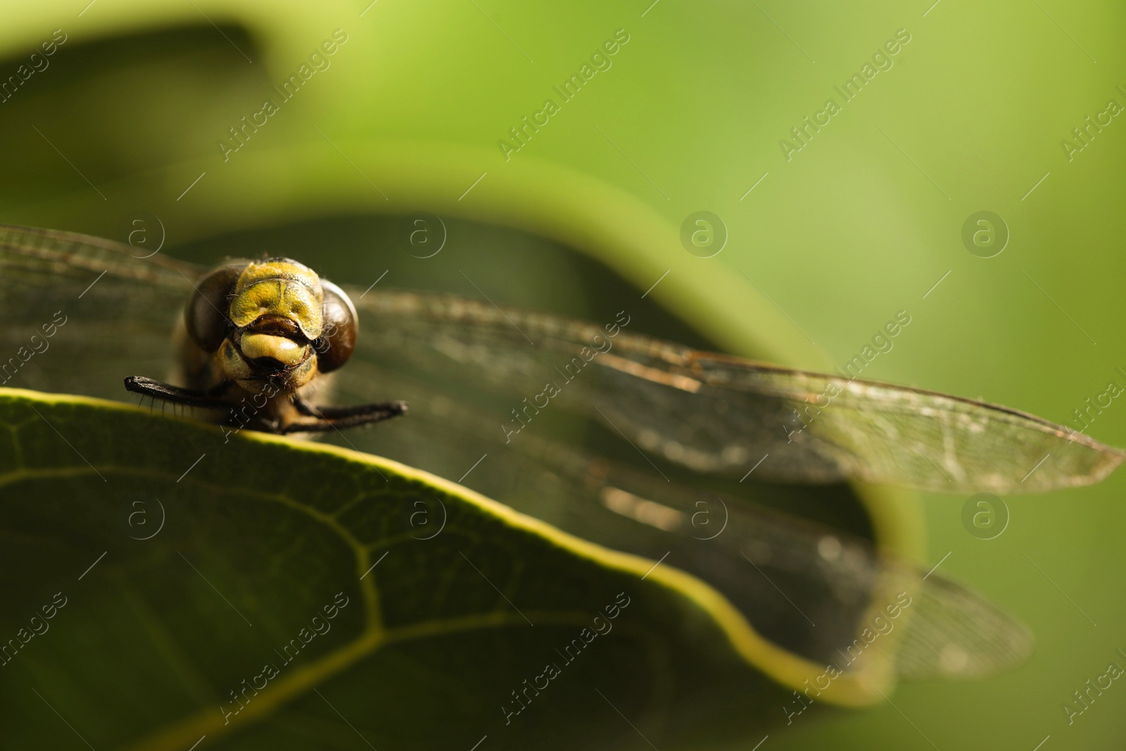 Photo of Beautiful dragonfly on green leaf outdoors, macro view