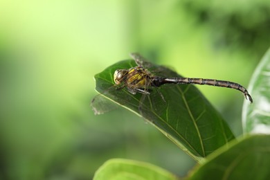 Photo of Beautiful dragonfly on green leaf outdoors, macro view