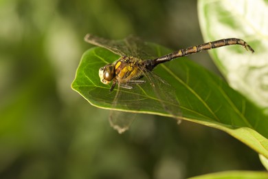 Photo of Beautiful dragonfly on green leaf outdoors, macro view