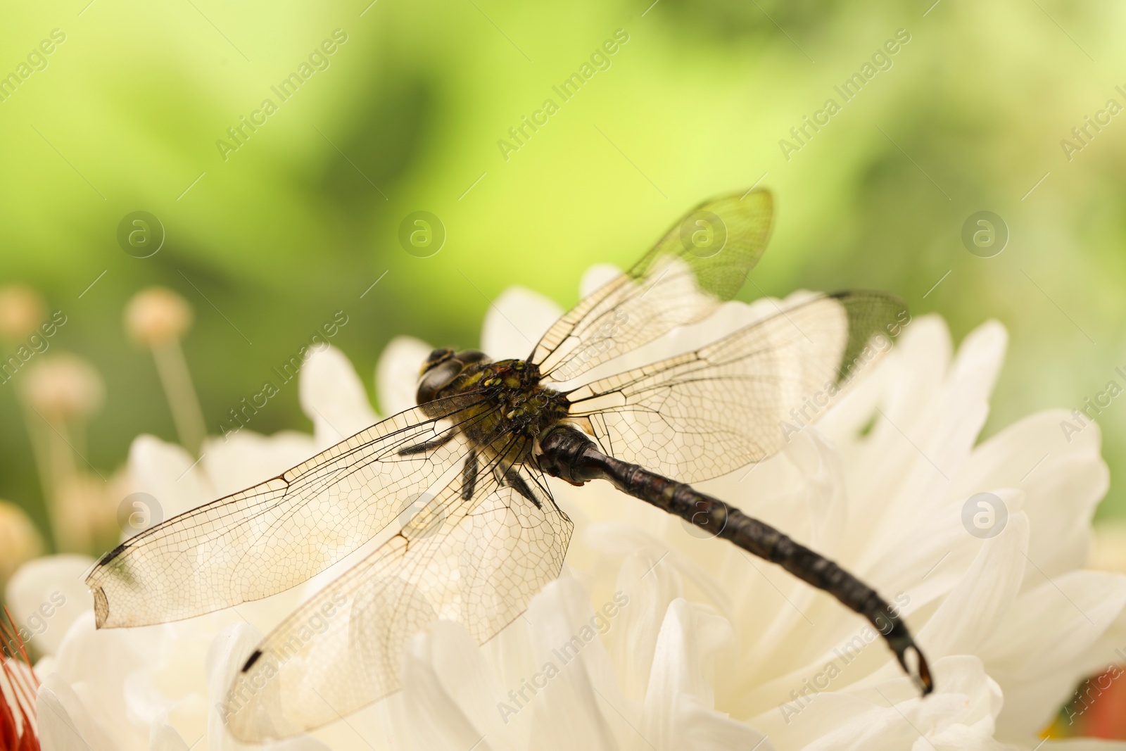 Photo of Beautiful dragonfly on flower outdoors, macro view