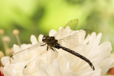 Photo of Beautiful dragonfly on flower outdoors, macro view