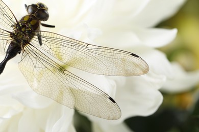 Photo of Beautiful dragonfly on flower outdoors, macro view