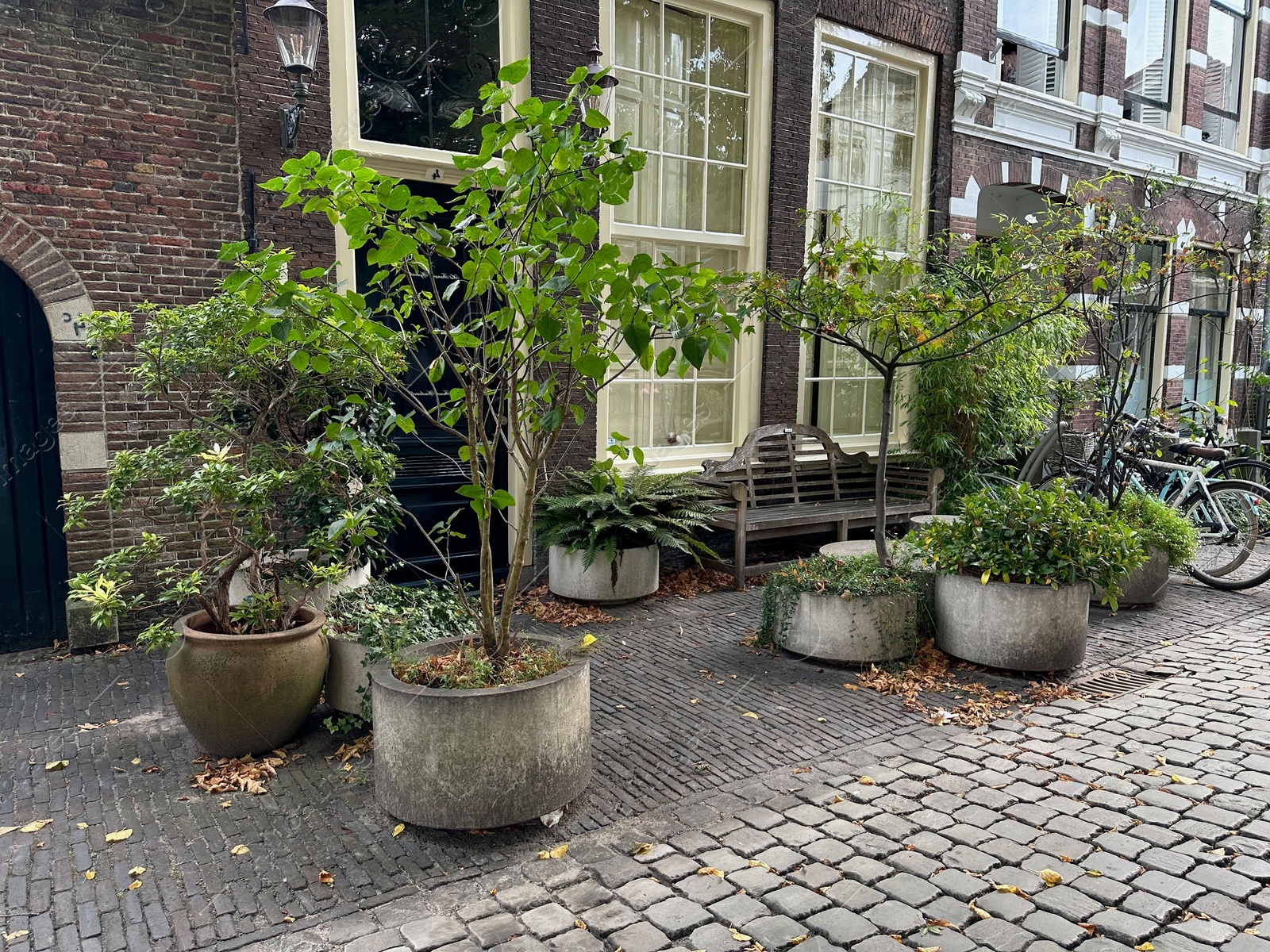 Photo of Different decorative trees in concrete pots near building