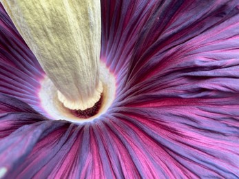 Photo of Beautiful colorful titan arum as background, closeup