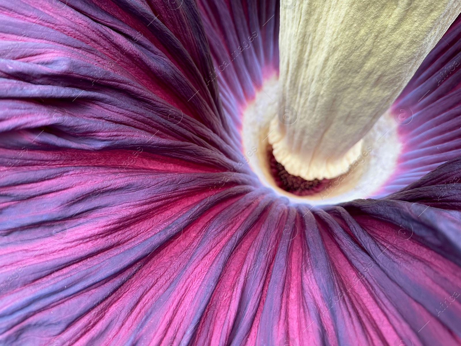 Photo of Beautiful colorful titan arum as background, closeup