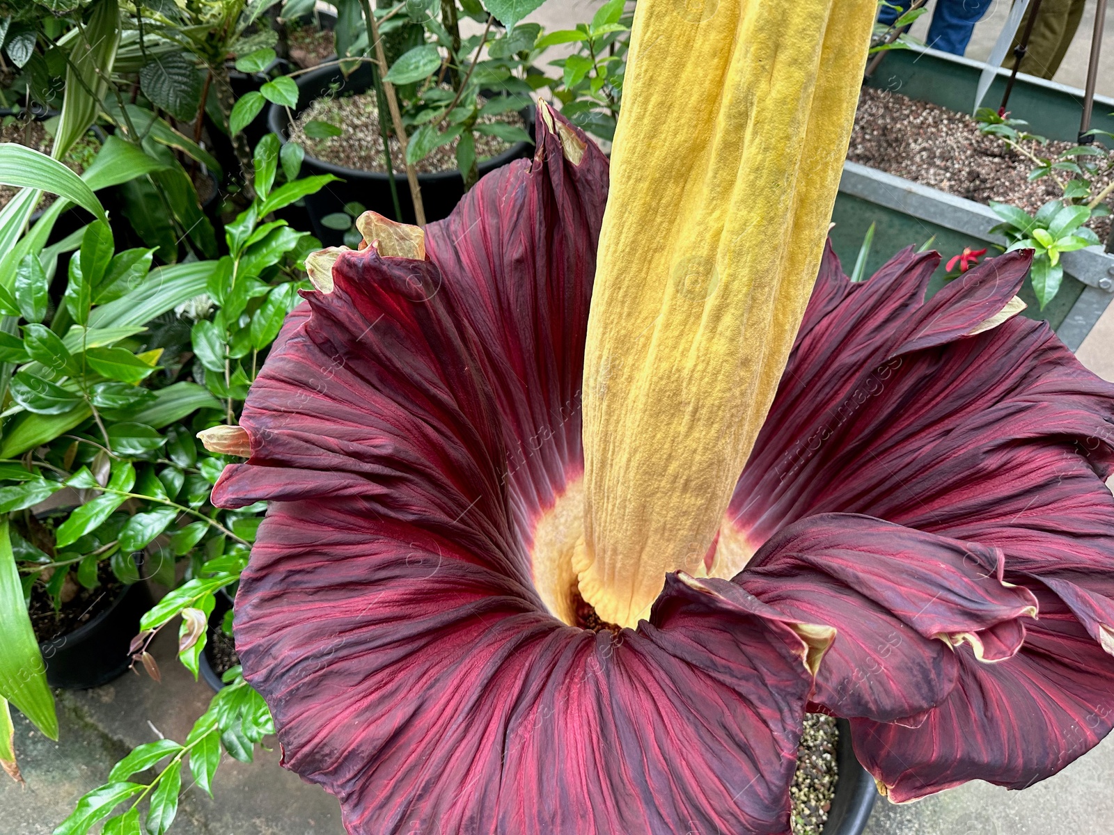 Photo of Beautiful colorful titan arum growing outdoors, closeup