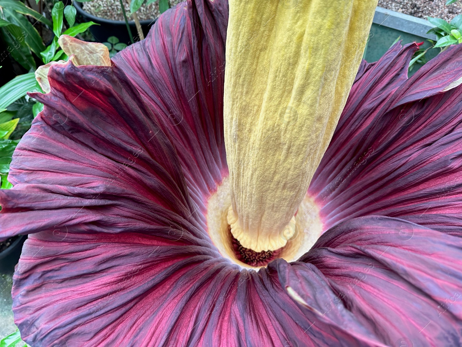 Photo of Beautiful colorful titan arum growing outdoors, closeup