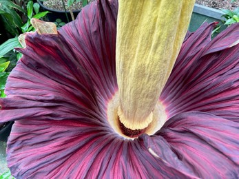 Photo of Beautiful colorful titan arum growing outdoors, closeup