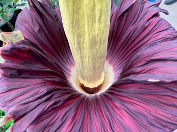 Photo of Beautiful colorful titan arum growing outdoors, closeup