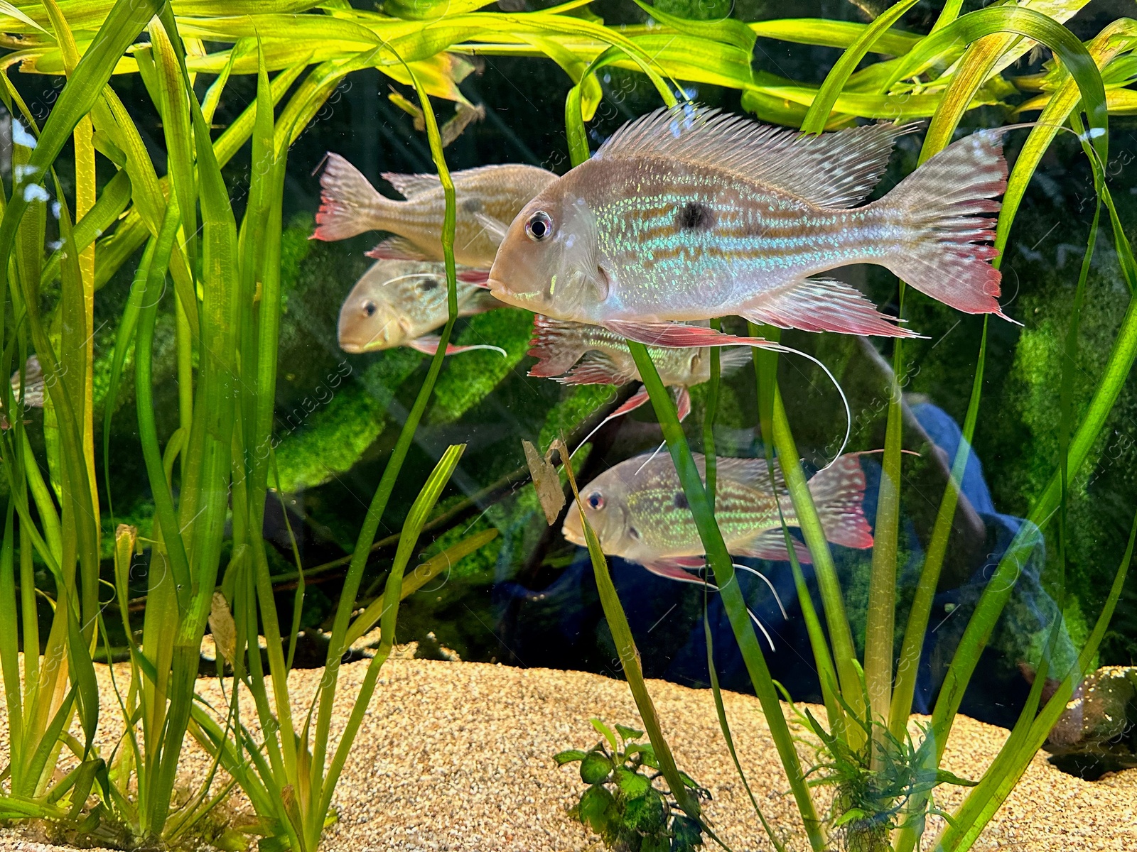 Photo of Aquarium with fish and underwater plants in botanical garden