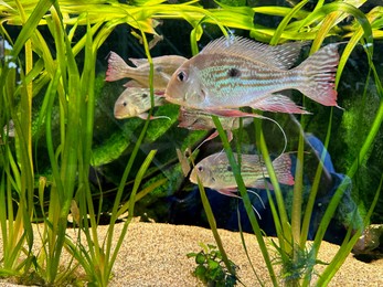 Photo of Aquarium with fish and underwater plants in botanical garden