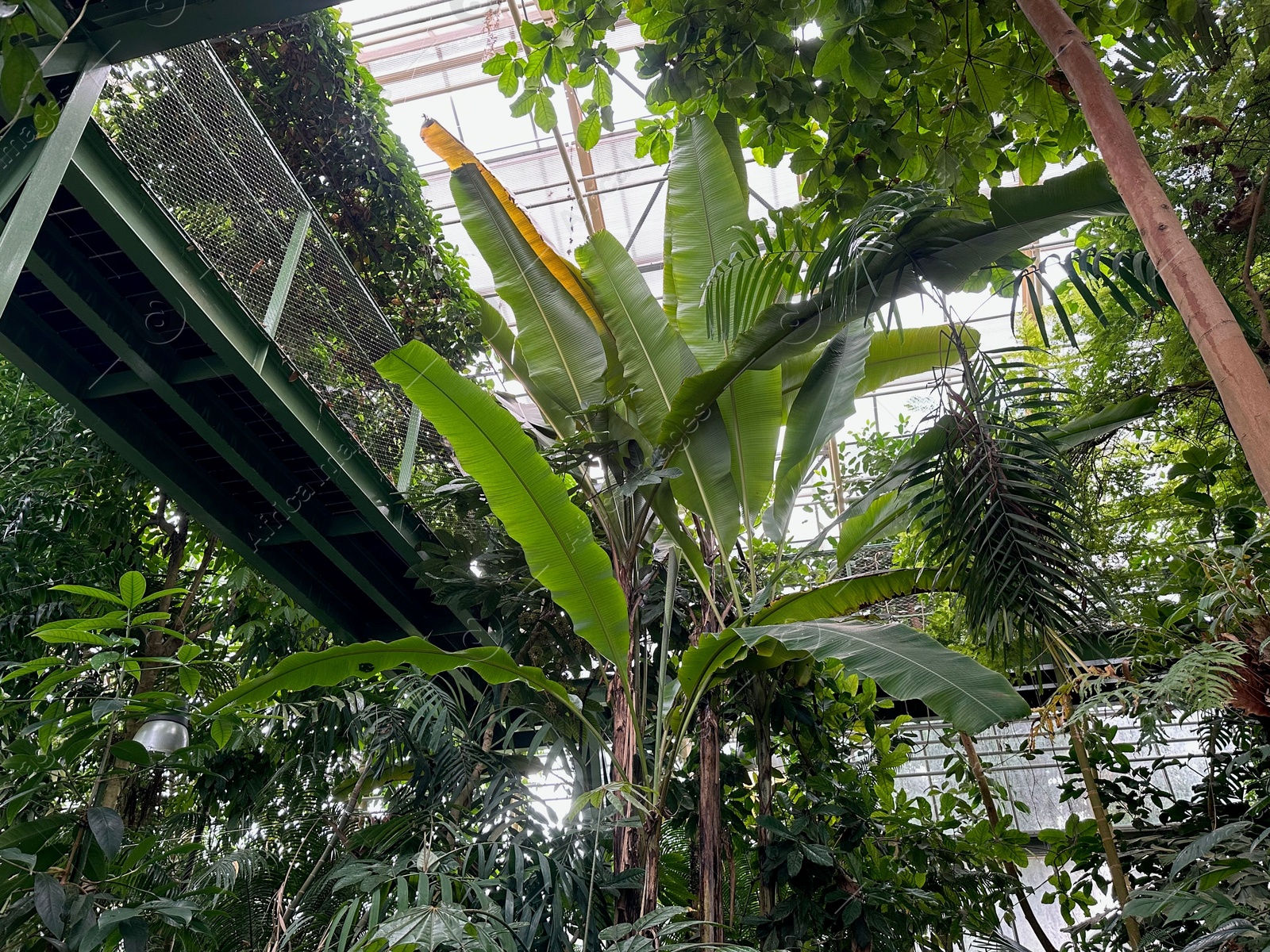 Photo of Different plants with green leaves in botanical garden, low angle view