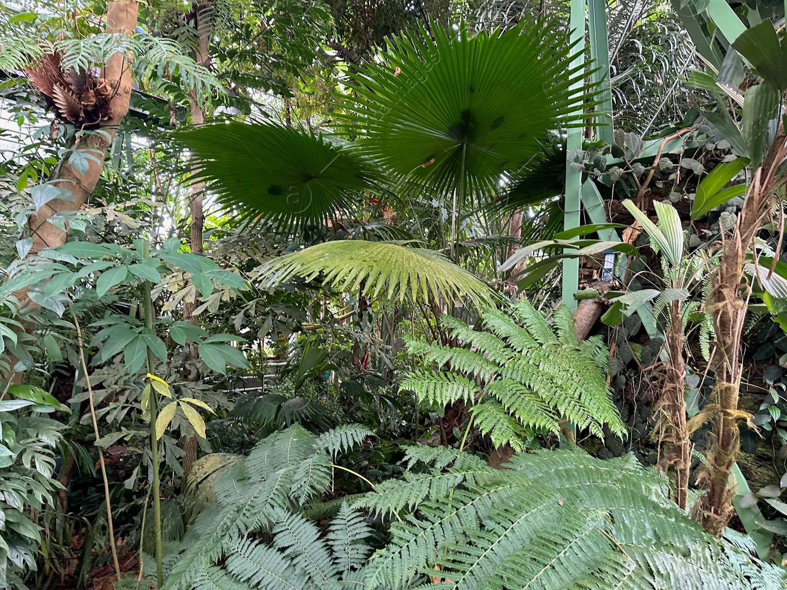 Photo of Different plants with green leaves in botanical garden