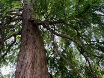 Photo of Beautiful tree with green leaves growing outdoors, low angle view