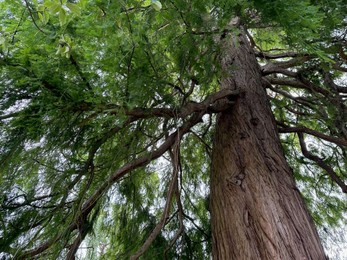 Photo of Beautiful tree with green leaves growing outdoors, low angle view