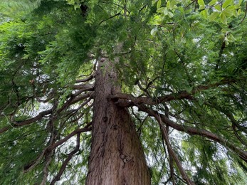 Photo of Beautiful tree with green leaves growing outdoors, low angle view