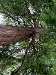 Photo of Beautiful tree with green leaves growing outdoors, low angle view