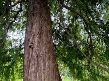 Photo of Beautiful tree with green leaves growing outdoors