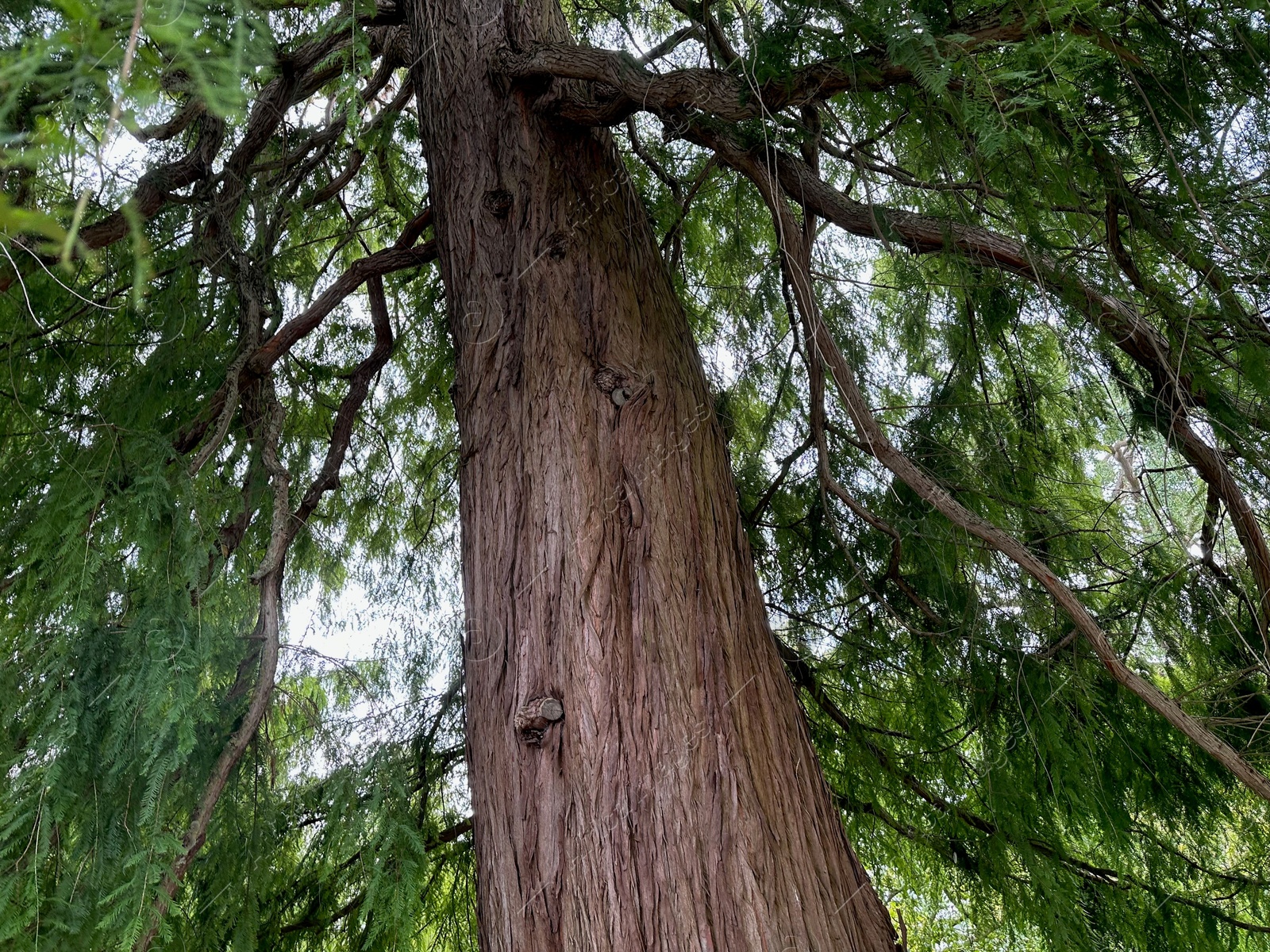 Photo of Beautiful tree with green leaves growing outdoors