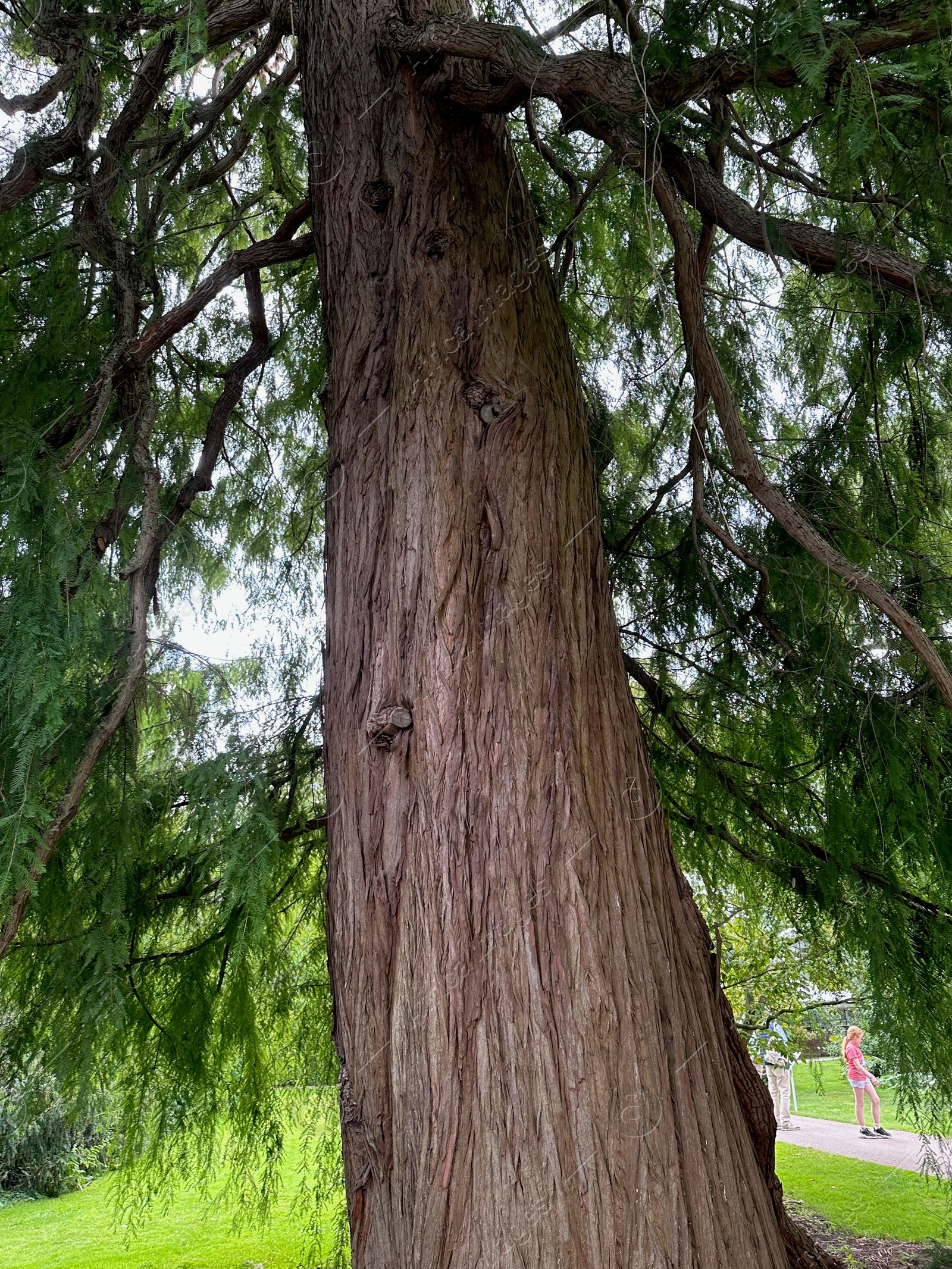 Photo of Beautiful tree with green leaves growing outdoors