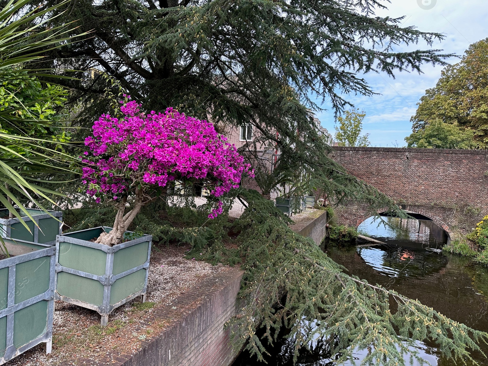 Photo of Beautiful bougainvillea and green tree growing outdoors