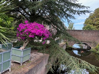 Beautiful bougainvillea and green tree growing outdoors