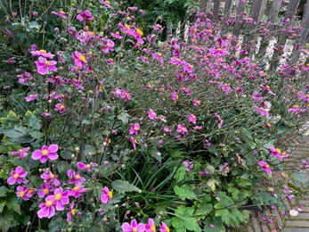 Photo of Beautiful pink anemone flowers growing in garden